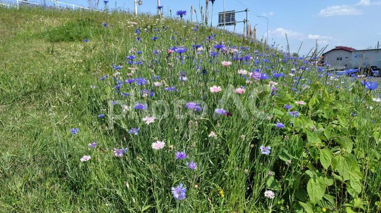 土手の矢車草#02 矢車草,野草,土手の写真素材