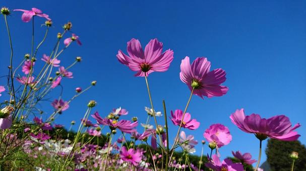Cosmos and blue sky, JPG Cosmos and blue sky, JPG