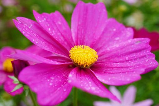 雨に濡れた鮮やかなコスモスの写真