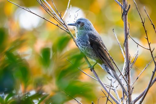 ヒヨドリ(45) 鳥,鳥類,ヒヨドリの写真素材