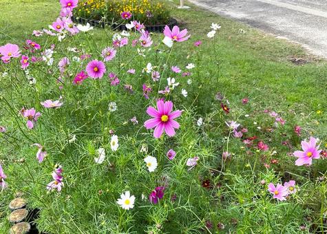 コスモス_ピンク・白A_711C 花,コスモス,ピンクの写真素材