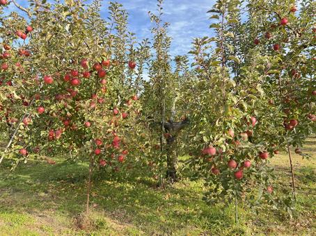 林檎の木 りんご,林檎,収穫の写真素材