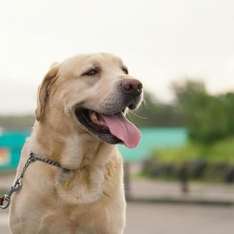 公園のお散歩ワンコ(ラブラドール) 公園のお散歩ワンコ(ラブラドール) 犬,ラブラドール,ラブラドールレトリバーの写真素材