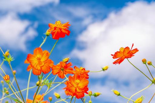 Yellow Cosmos 1, JPG