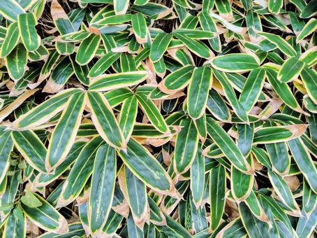 熊笹 クマザサ,笹,植物の写真素材