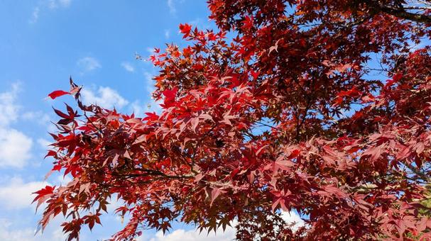 紅葉-126 もみじ,秋色,秋イメージの写真素材
