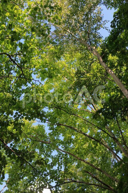 森を見上げて 緑,森,葉の写真素材