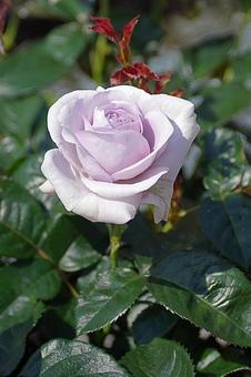 荒牧バラ園490 ブルーバリュー 荒牧バラ園490 ブルーバリューの写真