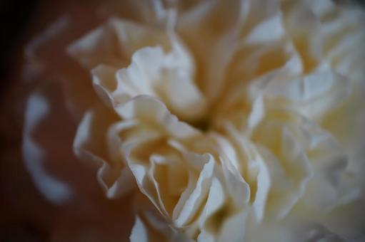 白い花 花びらアップ 白い花 花びらアップの写真