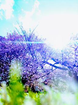原っぱ 原っぱの写真