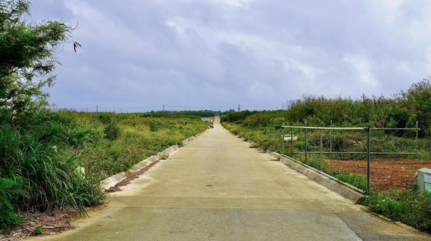 沖縄県津堅島のニンジン畑の一本道 沖縄県津堅島のニンジン畑の一本道 一本道,ニンジン,畑の写真素材