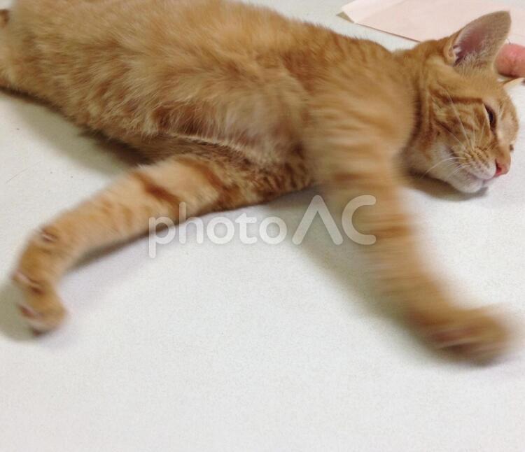 足(手)を動かす猫 animal,animals,blogの写真素材