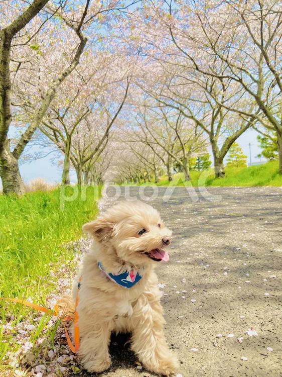 犬と桜 犬,桜,景観の写真素材