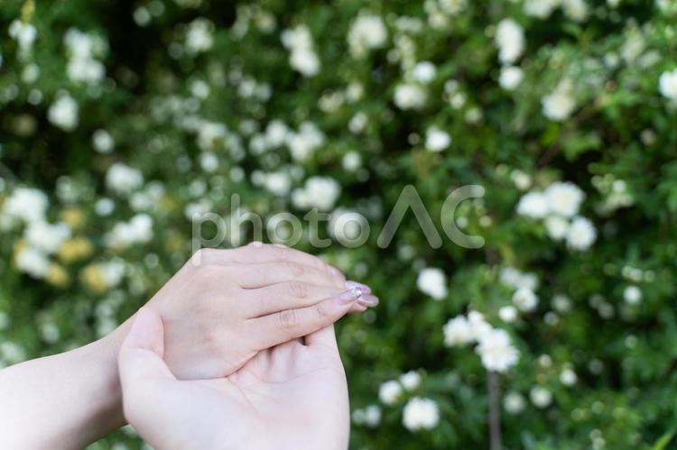花に包まれた手と指輪の約束⑤ 結婚,婚約,指輪の写真素材