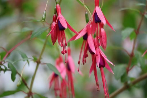赤いフクシアレギアアルペリトリスの花 赤いフクシアレギアアルペリトリスの花の写真