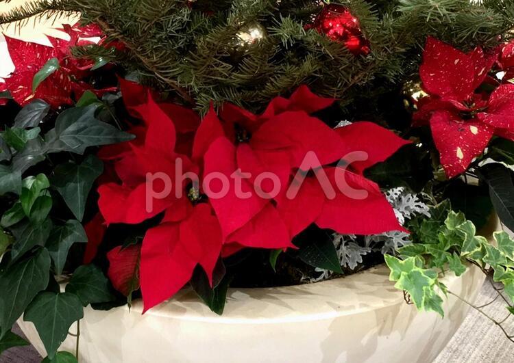 紅色のポインセチア　クリスマス　Xmas　観葉植物 ポインセチア,観葉植物,メリークリスマスの写真素材
