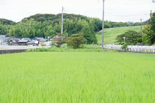 田舎の風景 田舎の風景 稲,風景,景色の写真素材