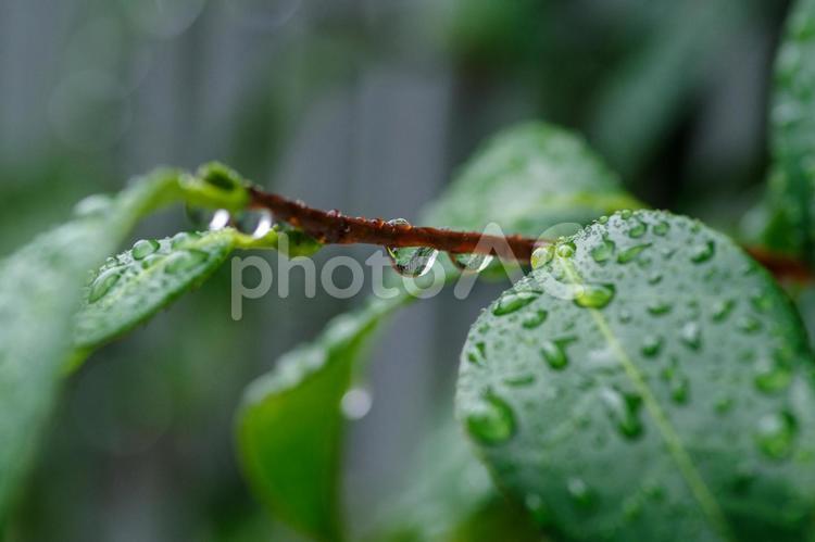 雨の日に葉っぱに水玉ができる 赤坂,東京,雨降りの写真素材
