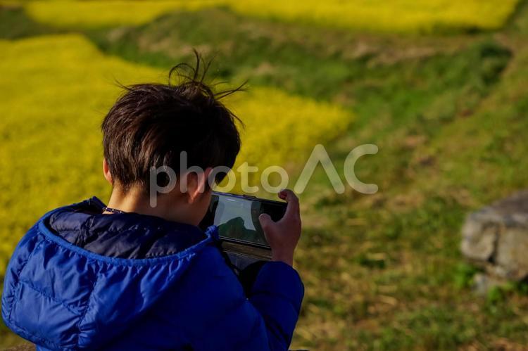 R＜花と人物＞菜の花をスマホ撮影する少年 子供,スマホ,菜の花の写真素材