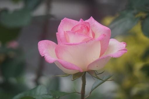 薔薇 薔薇の写真