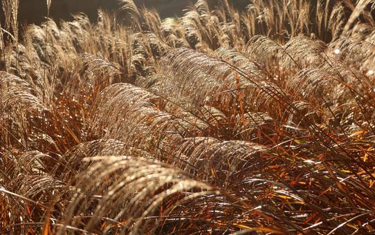 仙石原のススキ 仙石原,ススキ,すすきの写真素材