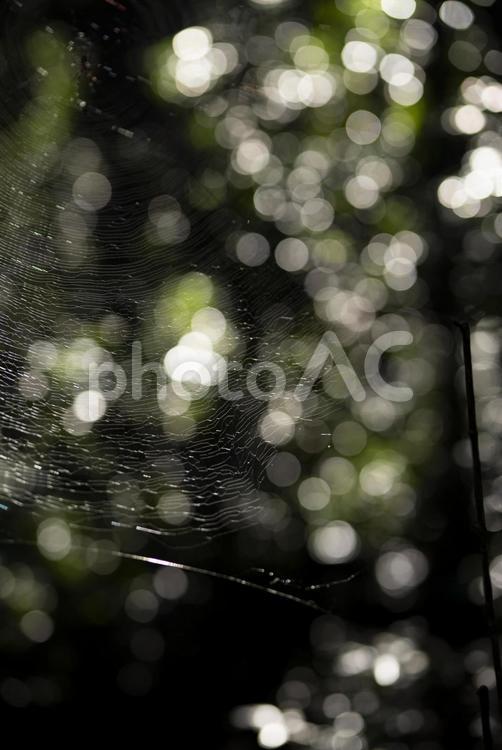 森の中で光り輝く蜘蛛の巣 蜘蛛の巣,ウェブ,ホラーの写真素材