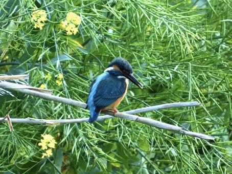 ヨシにつかまるカワセミ 鳥,野鳥,カワセミの写真素材