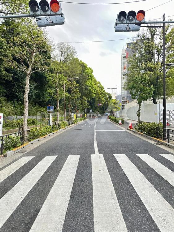 上野恩賜公園　上野公園周辺　横断歩道 上野恩賜公園,上野公園,台東区の写真素材