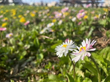 足元の小さい花2 足元の小さい花2の写真