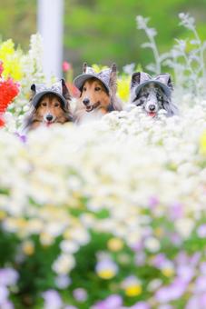 シェルティ シェルティ 犬,ペット,シェルティの写真素材