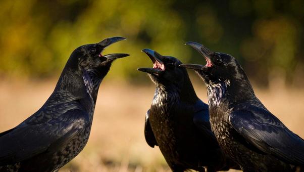 カラス_鳴く3羽 カラス_鳴く3羽の写真