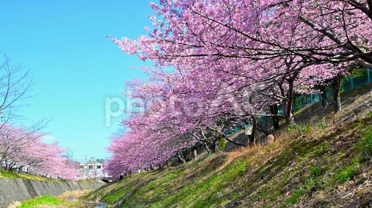 満開に咲いた加茂川公園の河津桜 河津桜,桜,ピンク色の写真素材