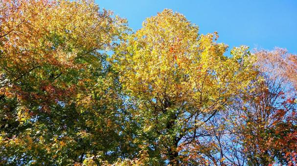 秋の飯山温泉郷の紅葉(神奈川県・厚木市) 秋の飯山温泉郷の紅葉(神奈川県・厚木市) 秋,紅葉,飯山温泉郷の写真素材
