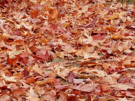 【風景写真】晩秋の風景 落ち葉,植物,季節の写真素材