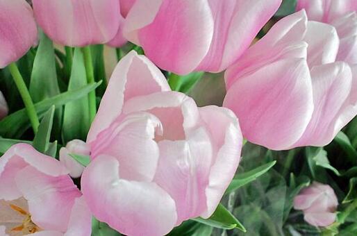 チューリップの写真