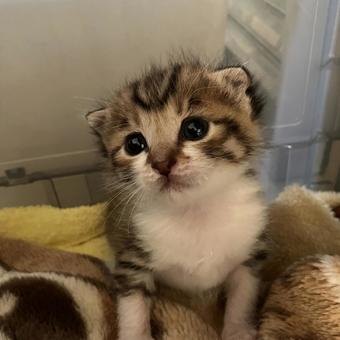 子猫 子猫の写真