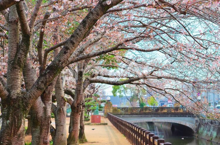 桜の花と街の川 桜,花,開花の写真素材