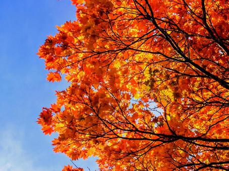 オレンジの紅葉の写真