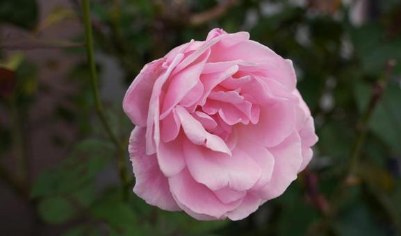 薔薇大輪の写真