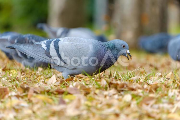 落ち葉の中で食事をするハト ハト,鳥,自然の写真素材