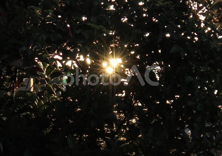 木漏れ日 木洩れ日,雨上がり,夕焼けの写真素材