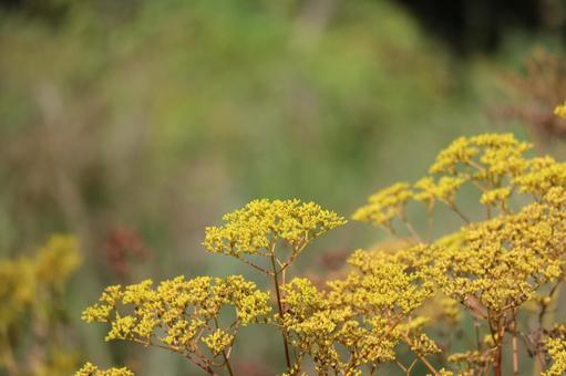 黄色い花のオミナエシの花畑の花のアップ 黄色い,オミナエシ,花畑の写真素材