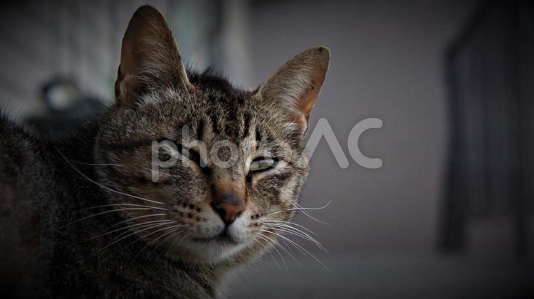 子供を連れてきたら急に貫禄・・な野良猫 野良猫,コピースペース,テキストスペースの写真素材