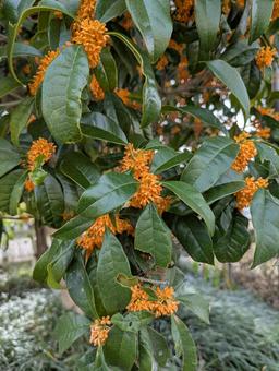 私の金木犀 木,厄除け,香りの写真素材