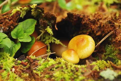 Mushrooms, JPG Mushrooms, JPG