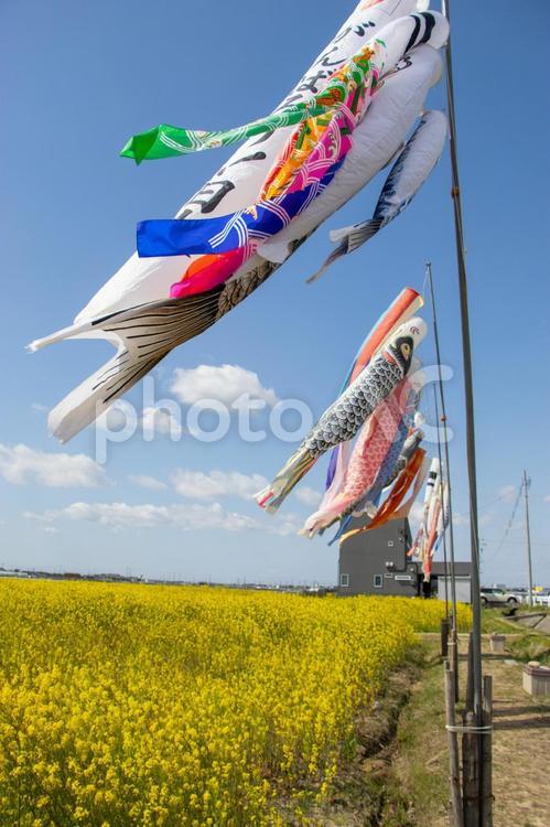 菜の花とこいのぼり 菜の花とこいのぼり,菜の花,こいのぼりの写真素材