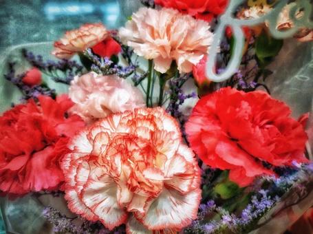 母の日(カーネーション) 母の日(カーネーション)の写真