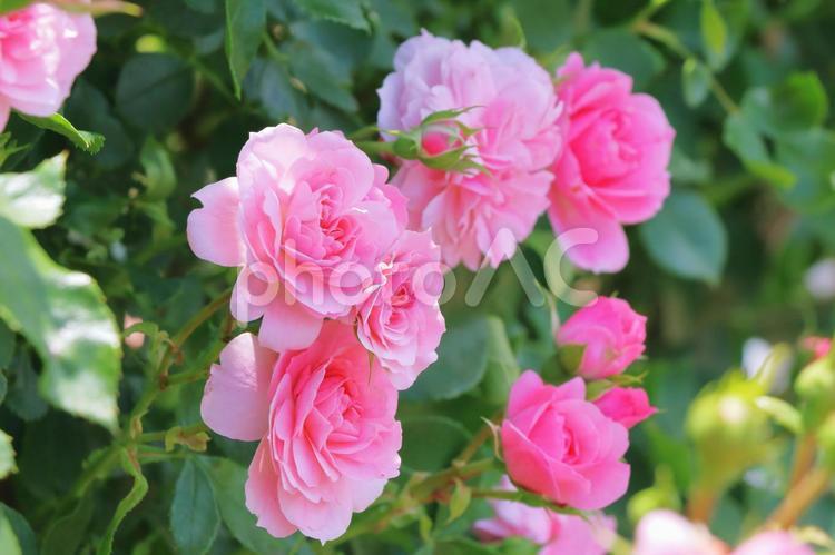 ピンク色の薔薇 バラ,花,薔薇の写真素材