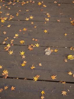 地面の上の紅葉 もみじ,紅葉,秋の写真素材