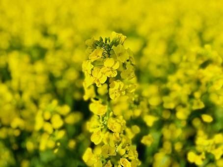 菜の花の写真